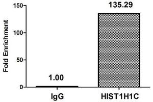 Chromatin Immunoprecipitation Hela (4*10 6 ) were treated with Micrococcal Nuclease, sonicated, and immunoprecipitated with 5 μg anti-HIST1H1C (ABIN7139280) or a control normal rabbit IgG. (HIST1H1C antibody  (2meLys45))
