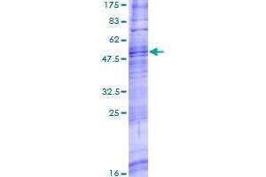 Trace Amine Associated Receptor 8 (TAAR8) (AA 1-342) protein (GST tag)