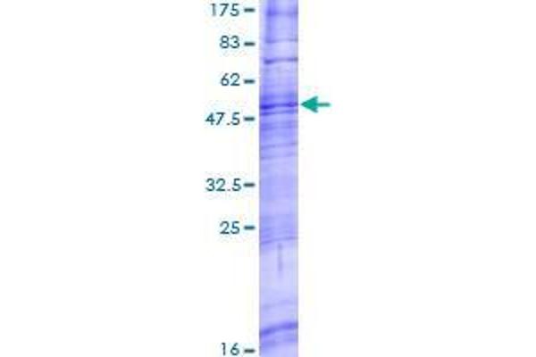 Trace Amine Associated Receptor 8 (TAAR8) (AA 1-342) protein (GST tag)