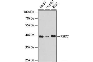 Western blot analysis of extracts of various cell lines using PSRC1 Polyclonal Antibody at dilution of 1:1000. (PSRC1 antibody)