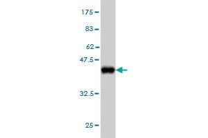 Western Blot detection against Immunogen (37.