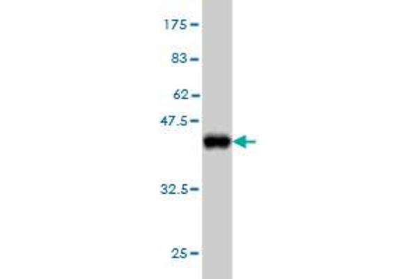 PCDH11Y antibody  (AA 57-165)