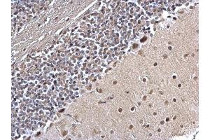 IHC-P Image PLRG1 antibody [C3], C-term detects PLRG1 protein at nucleus on mouse hind brain by immunohistochemical analysis.