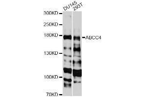 Western blot analysis of extracts of various cell lines, using ABCC4 antibody (ABIN5971224) at 1:3000 dilution. (ABCC4 antibody)