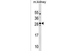 Mouse Tmem125 Antibody (N-term) (ABIN1538904 and ABIN2838243) western blot analysis in mouse kidney tissue lysates (35 μg/lane). (TMEM125 antibody  (N-Term))