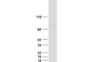 Validation with Western Blot (FMR1 Protein (Myc-DYKDDDDK Tag))