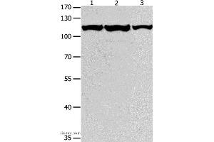 Western blot analysis of K562, Jurkat and hela cell, using MCM3 Polyclonal Antibody at dilution of 1:550