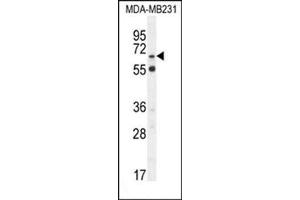 Western blot analysis in MDA-MB231 cell line lysates (35 µg/lane) using S6A12 Antibody (N-term) Cat. (SLC6A12 antibody  (N-Term))