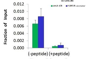 Chromatin Immunoprecipitation (ChIP) Using HDAC2 antibody - middle region  and HCT116 Cells