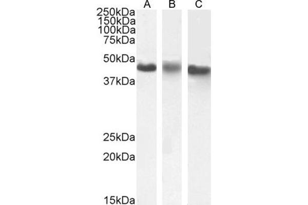 CK1 epsilon anticorps  (C-Term)