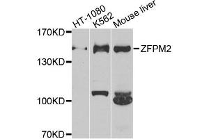 Western blot analysis of extracts of various cell lines, using ZFPM2 antibody. (ZFPM2 antibody)