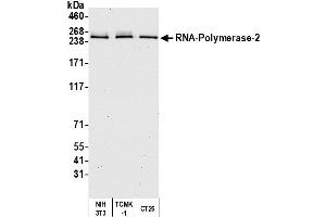 Western Blotting (WB) image for anti-RNA Polymerase II (C-Term) antibody (ABIN7450663) (RNA Polymerase II antibody  (C-Term))