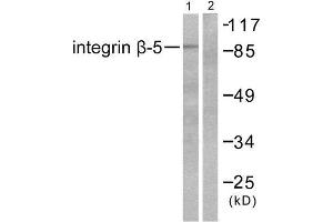 Western Blotting (WB) image for anti-Integrin beta 5 (ITGB5) (C-Term) antibody (ABIN1848618) (Integrin beta 5 antibody  (C-Term))