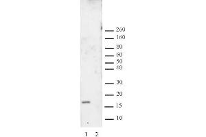 Histone H3 dimethyl Lys27 antibody tested by Western blot. (Histone 3 antibody  (H3K27me2))
