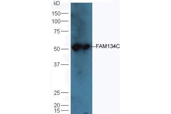 FAM134C anticorps  (AA 76-180)