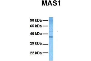 Host:  Rabbit  Target Name:  MAS1  Sample Tissue:  Human DLD1  Antibody Dilution:  1. (MAS1 antibody  (Middle Region))