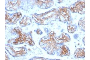 Formalin-fixed, paraffin-embedded human placenta stained with Periostin (POSTN) Mouse Monoclonal Antibody (POSTN/3503). (Periostin antibody  (AA 193-326))