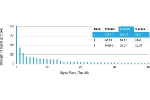 Protein Array (PAr) image for anti-GTP Cyclohydrolase I Feedback Regulator (GCHFR) antibody (ABIN7456345) (GCHFR antibody)