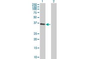 Western Blot analysis of PHLDA1 expression in transfected 293T cell line by PHLDA1 MaxPab polyclonal antibody.