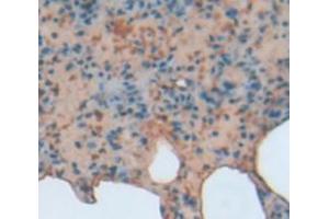 IHC-P analysis of Rat Tissue, with DAB staining. (BCL3 antibody  (AA 127-376))