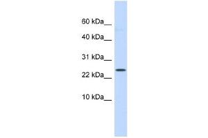 LYPD6 antibody used at 1 ug/ml to detect target protein. (LYPD6 antibody  (Middle Region))