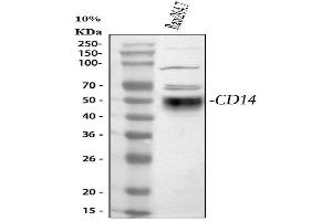 Western blot analysis of CD14 using anti-CD14 antibody (ABIN3043216).