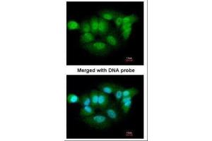 ICC/IF Image Immunofluorescence analysis of paraformaldehyde-fixed A549, using XPNPEP3, antibody at 1:200 dilution. (XPNPEP3 antibody)