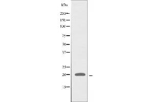 Western blot analysis of extracts from 293 cells using RPL28 antibody.