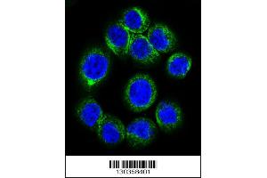 Confocal immunofluorescent analysis of EPOR Antibody with Hela cell followed by Alexa Fluor 488-conjugated goat anti-rabbit lgG (green). (EPO antibody  (AA 329-357))