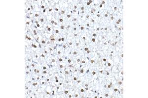 Immunohistochemistry of paraffin-embedded mouse liver using Nucleolin Rabbit mAb (ABIN7269035) at dilution of 1:25 (40x lens). (Nucleolin antibody)