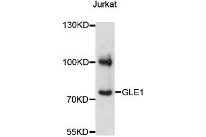 Western blot analysis of extracts of Jurkat cells, using GLE1 antibody (ABIN6293109) at 1:3000 dilution. (GLE1 antibody)
