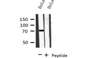Western blot analysis on HeLa cell lysate using BRD7 Antibody (BRD7 antibody  (Internal Region))