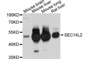 Western blot analysis of extracts of various cell lines, using SEC14L2 antibody. (SEC14L2 antibody)
