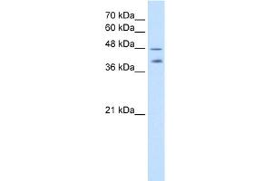 WB Suggested Anti-PSG1 Antibody Titration:  2.