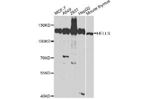 Western blot analysis of extracts of various cell lines, using HELLS antibody (ABIN2563021) at 1:1000 dilution. (HELLS antibody)