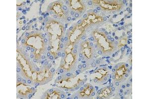 Immunohistochemistry of paraffin-embedded Rat kidney using SLC30A1 Polyclonal Antibody (SLC30A1 antibody)