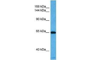 Host:  Mouse  Target Name:  KCNQ2  Sample Tissue:  Mouse Pancreas  Antibody Dilution:  1ug/ml (KCNQ2 antibody  (N-Term))