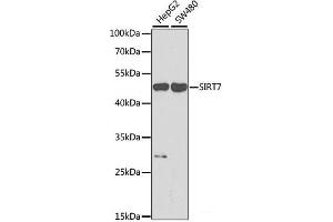 Western blot analysis of extracts of various cell lines using SIRT7 Polyclonal Antibody at dilution of 1:1000. (SIRT7 antibody)