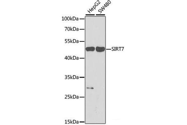 SIRT7 anticorps