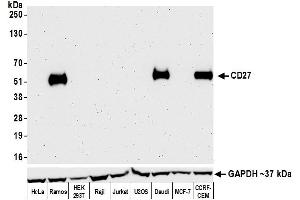 Western Blotting (WB) image for anti-CD27 Molecule (CD27) (AA 21-187) antibody (ABIN7453959)
