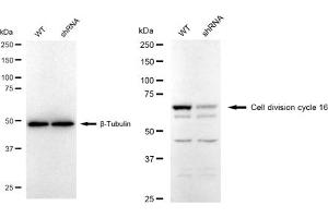 Western blotting analysis using Cell division cycle 16 antibody (ABIN7798003).