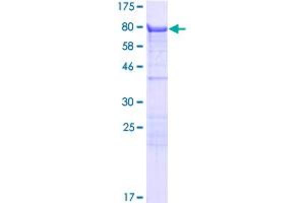 KLC3 Protein (AA 1-503) (GST tag)