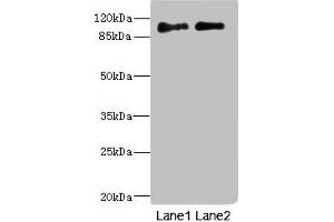 Western blot All lanes: ICAM5 antibody at 4.