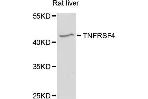 Western blot analysis of extracts of rat liver, using TNFRSF4 antibody (ABIN1875136) at 1:3000 dilution. (TNFRSF4 antibody)