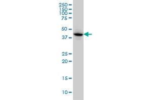 MAPKAPK3 monoclonal antibody (M01), clone 3F4 Western Blot analysis of MAPKAPK3 expression in HeLa . (MAPKAP Kinase 3 antibody  (AA 272-382))