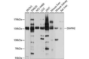 Western blot analysis of extracts of various cell lines, using DI antibody (ABIN6129350, ABIN6139616, ABIN6139617 and ABIN6214368) at 1:1000 dilution. (DIAPH2 antibody  (AA 1-120))