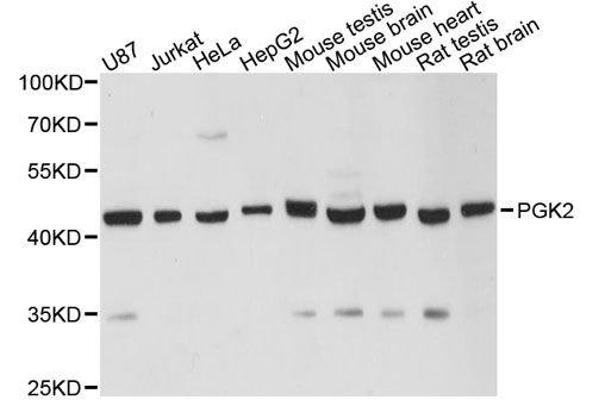 PGK2 antibody  (AA 242-360)