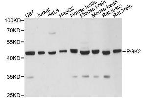 Western blot analysis of extracts of various cell lines, using PGK2 antibody. (PGK2 antibody  (AA 242-360))