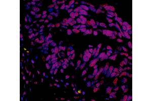 Immunofluorescence (IF) image for anti-hSET1 (AA 1200-1250) antibody (ABIN7454027)