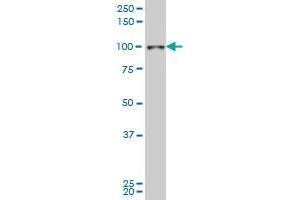 SIX4 monoclonal antibody (M09), clone 7E2 Western Blot analysis of SIX4 expression in Hela S3 NE . (SIX4 antibody  (AA 672-780))